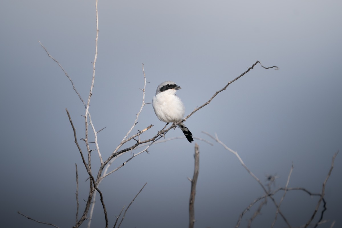Great Gray Shrike - ML644193504