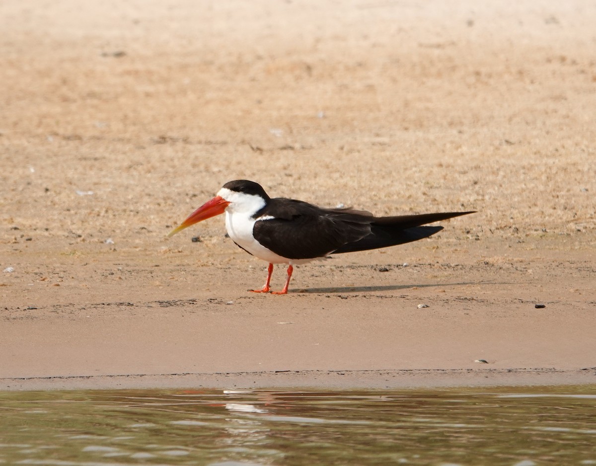 African Skimmer - ML644193505