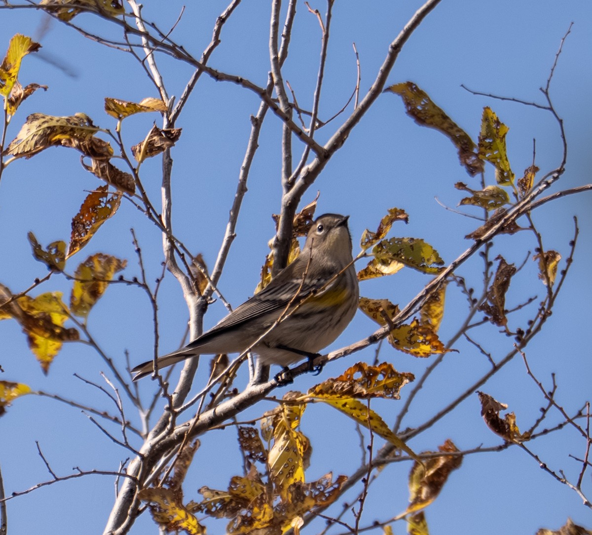 Yellow-rumped Warbler (Audubon's) - ML644193507