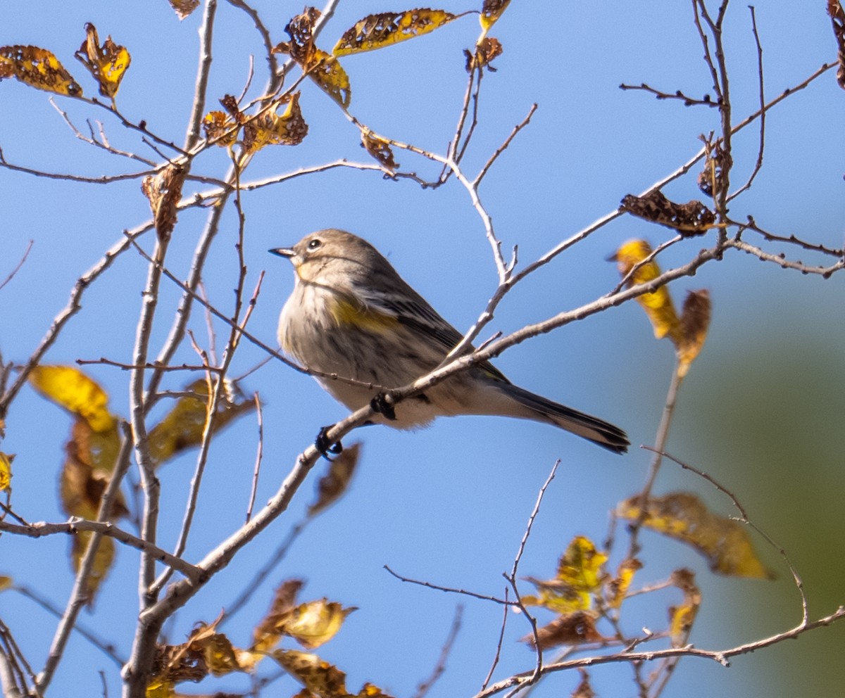 Yellow-rumped Warbler (Audubon's) - ML644193508