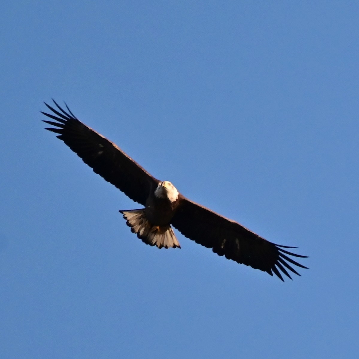 orel bělohlavý - ML644193510