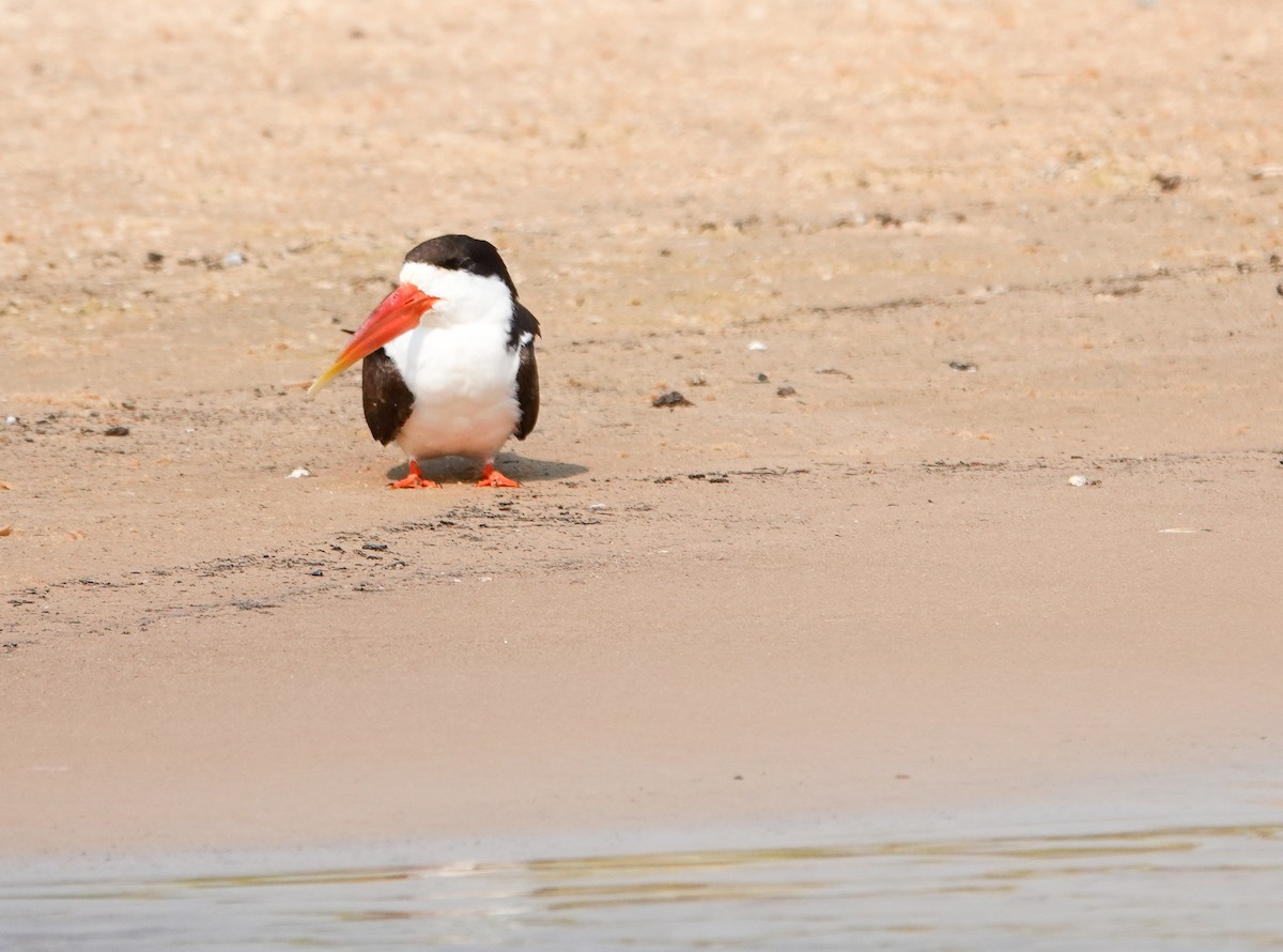 African Skimmer - ML644193511