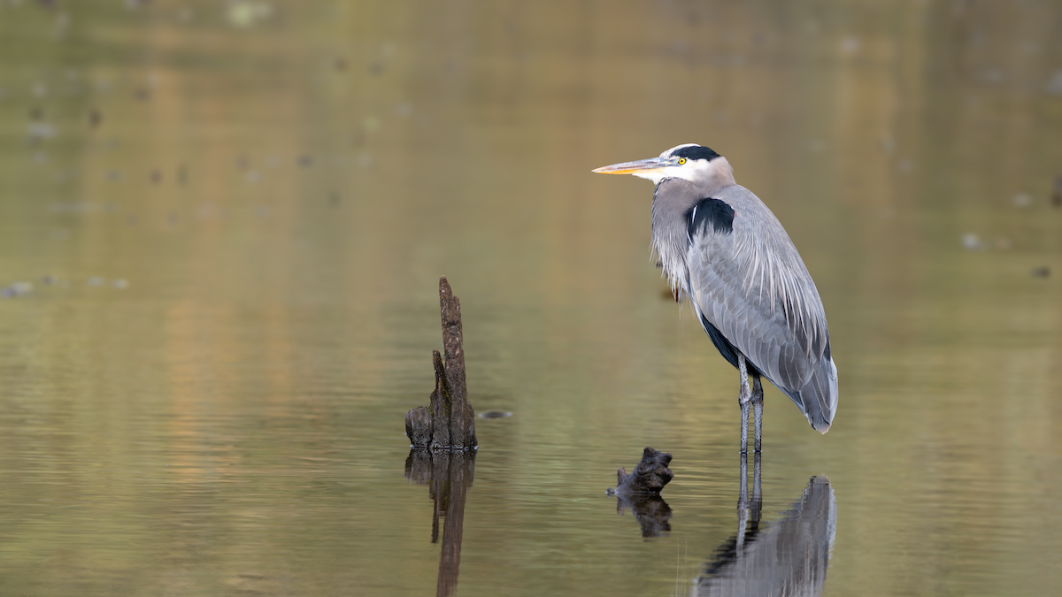אנפה אמריקנית - ML644193525