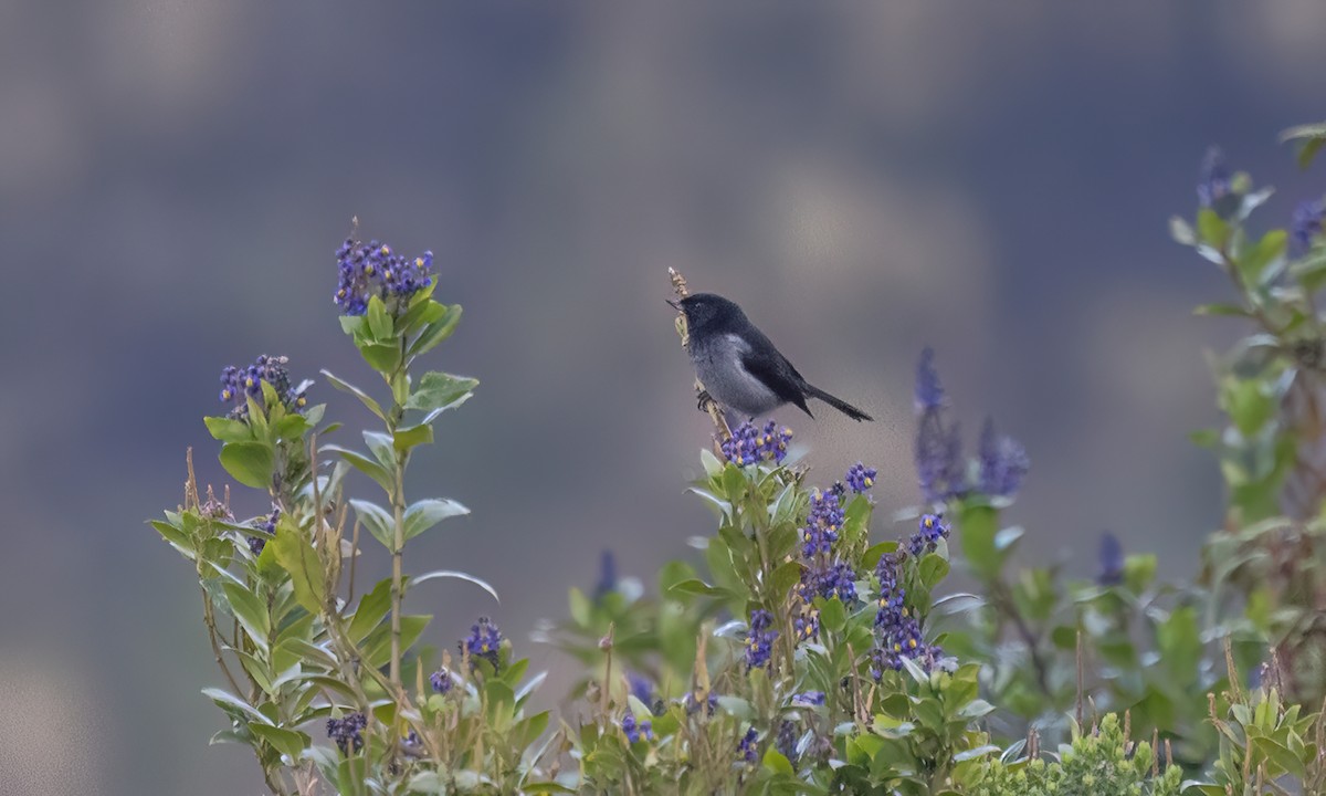 Gray-bellied Flowerpiercer - ML644193526
