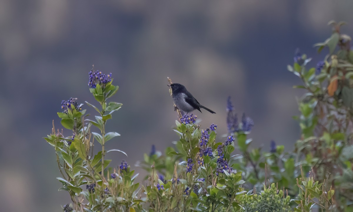 Gray-bellied Flowerpiercer - ML644193527