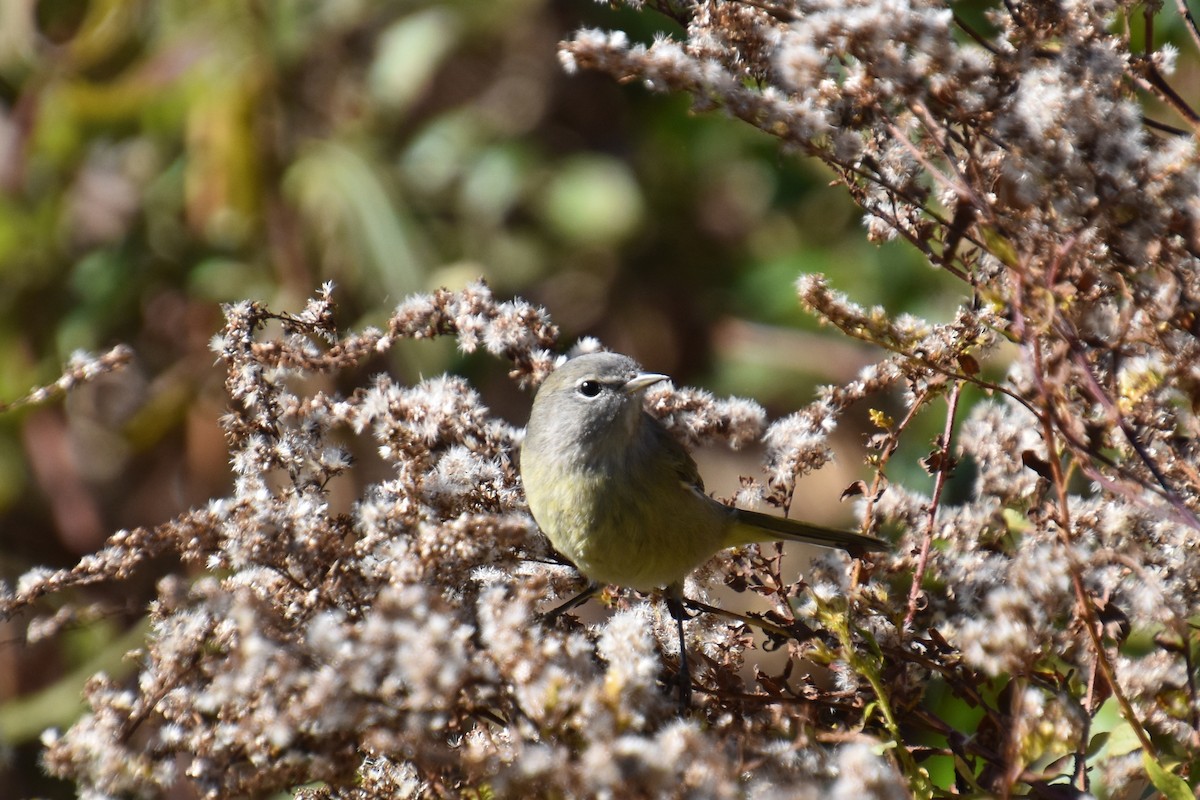 サメズアカアメリカムシクイ（celata／orestera） - ML644193536