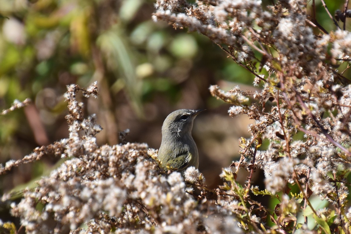 サメズアカアメリカムシクイ（celata／orestera） - ML644193538