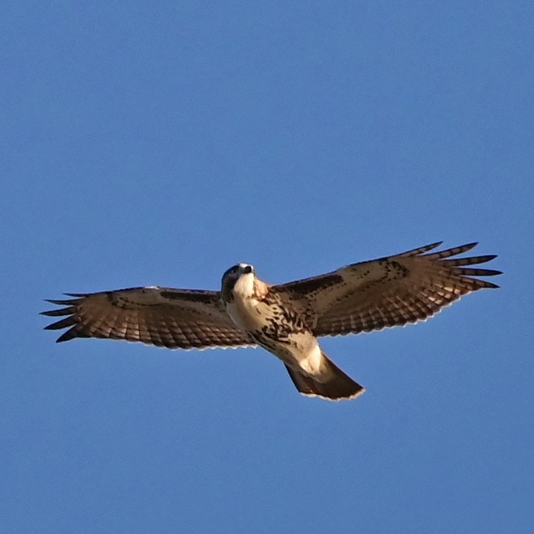 káně rudochvostá - ML644193543