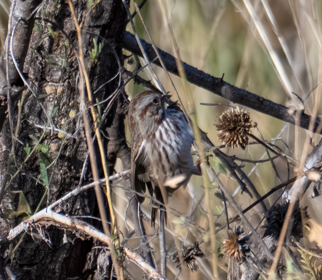 Song Sparrow - ML644193544