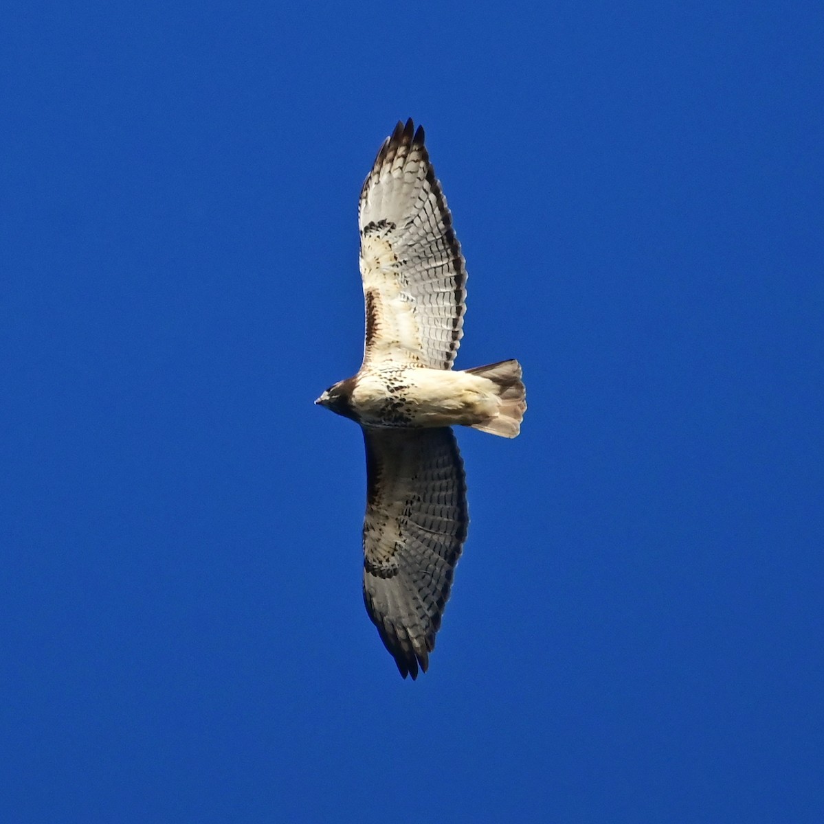 káně rudochvostá - ML644193556