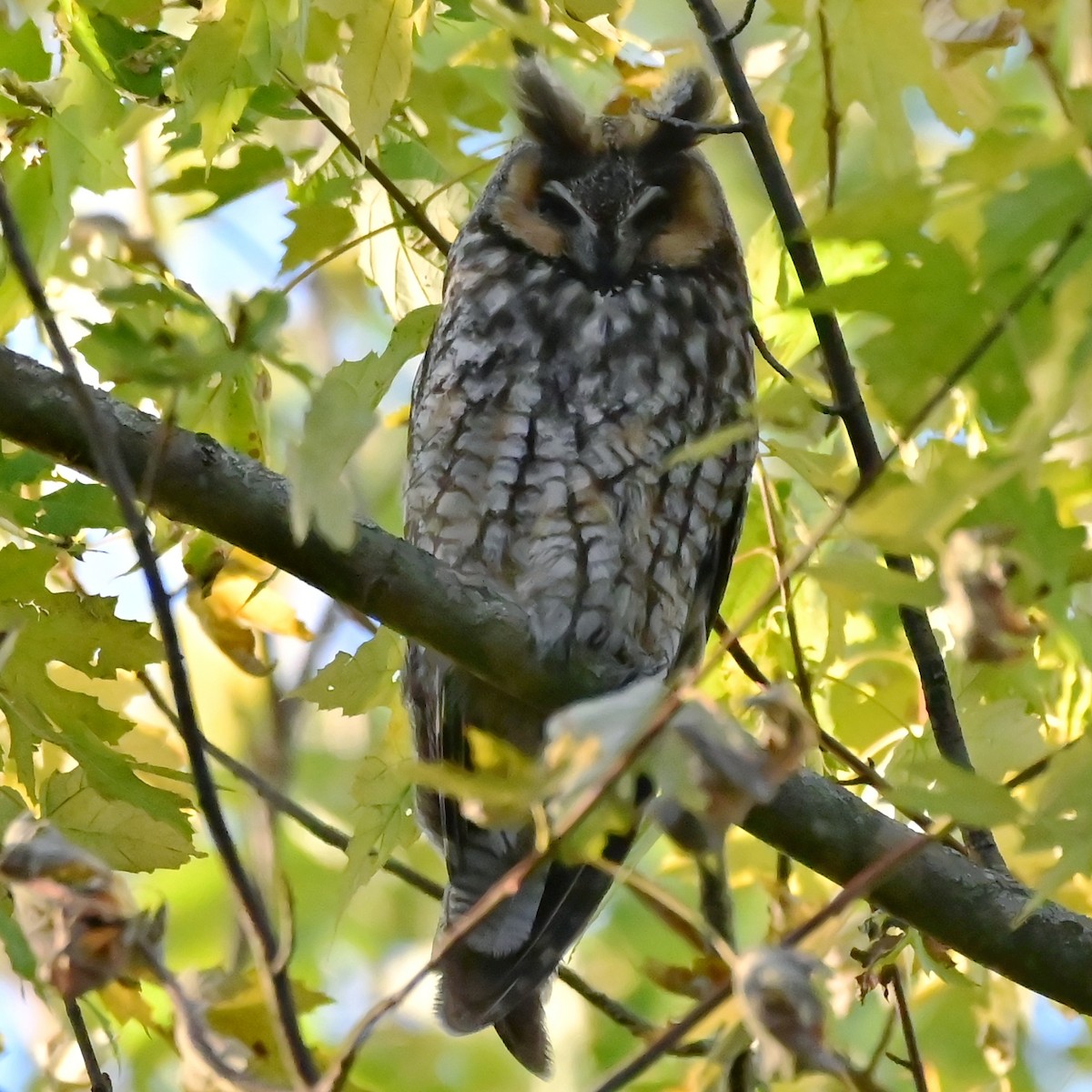 kalous ušatý - ML644193568