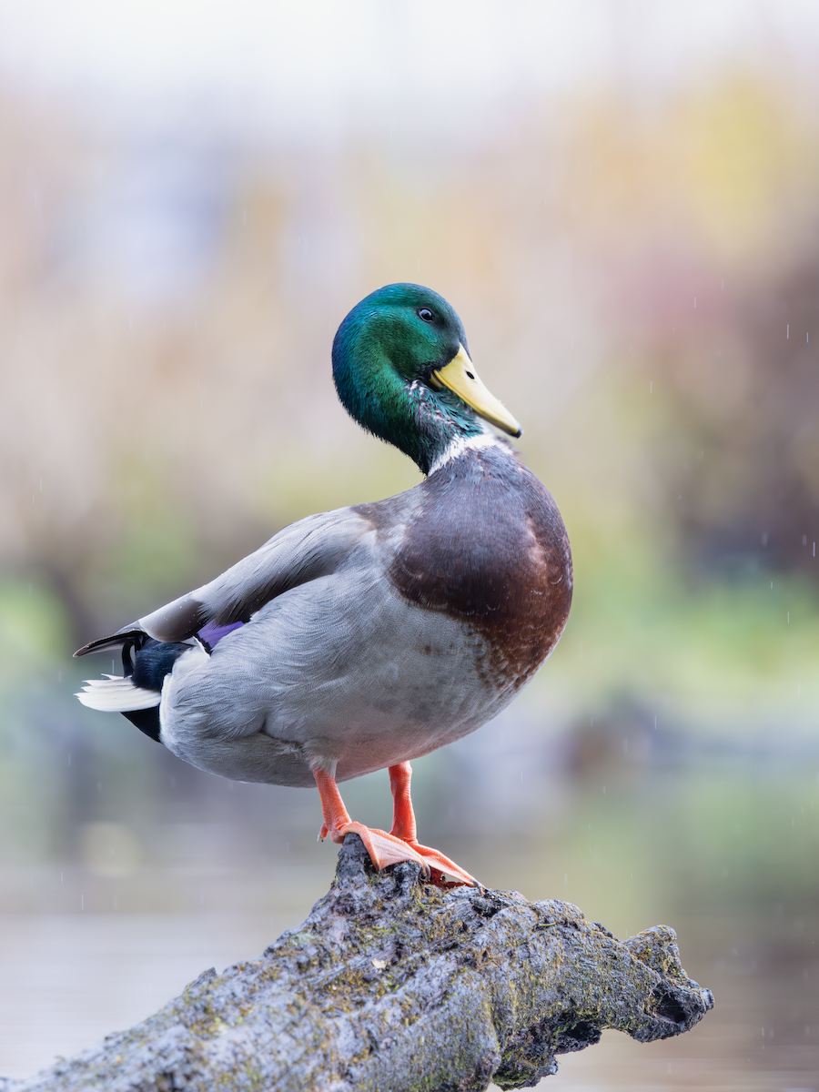 ברכיה - ML644193571