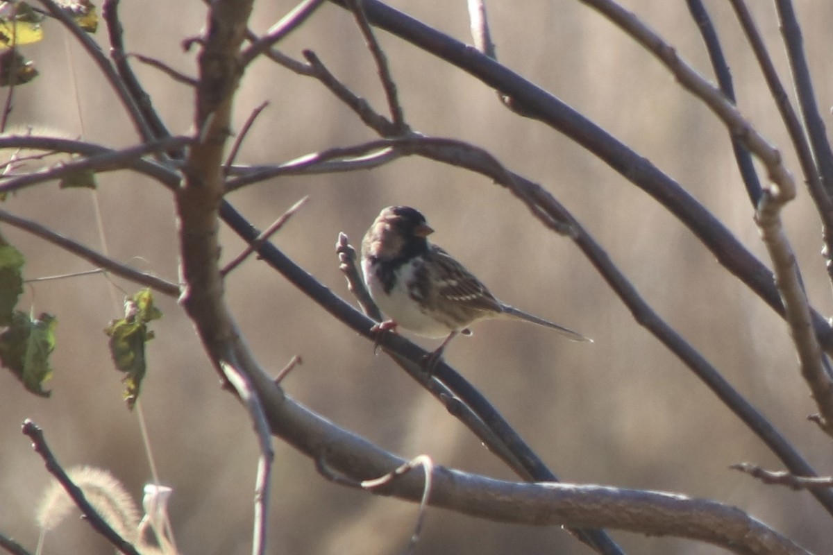 Harris's Sparrow - ML644193574