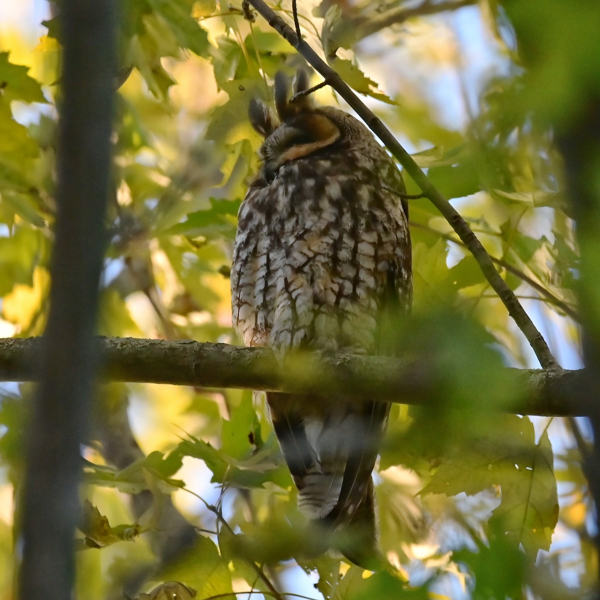 kalous ušatý - ML644193581