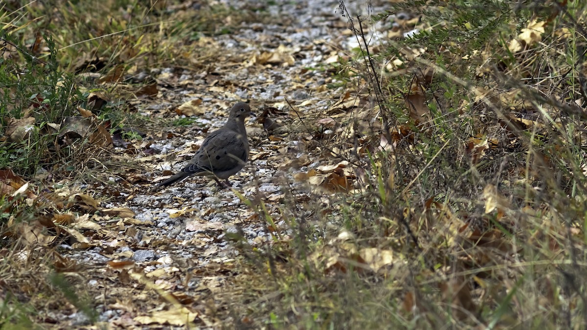 Mourning Dove - ML644193588