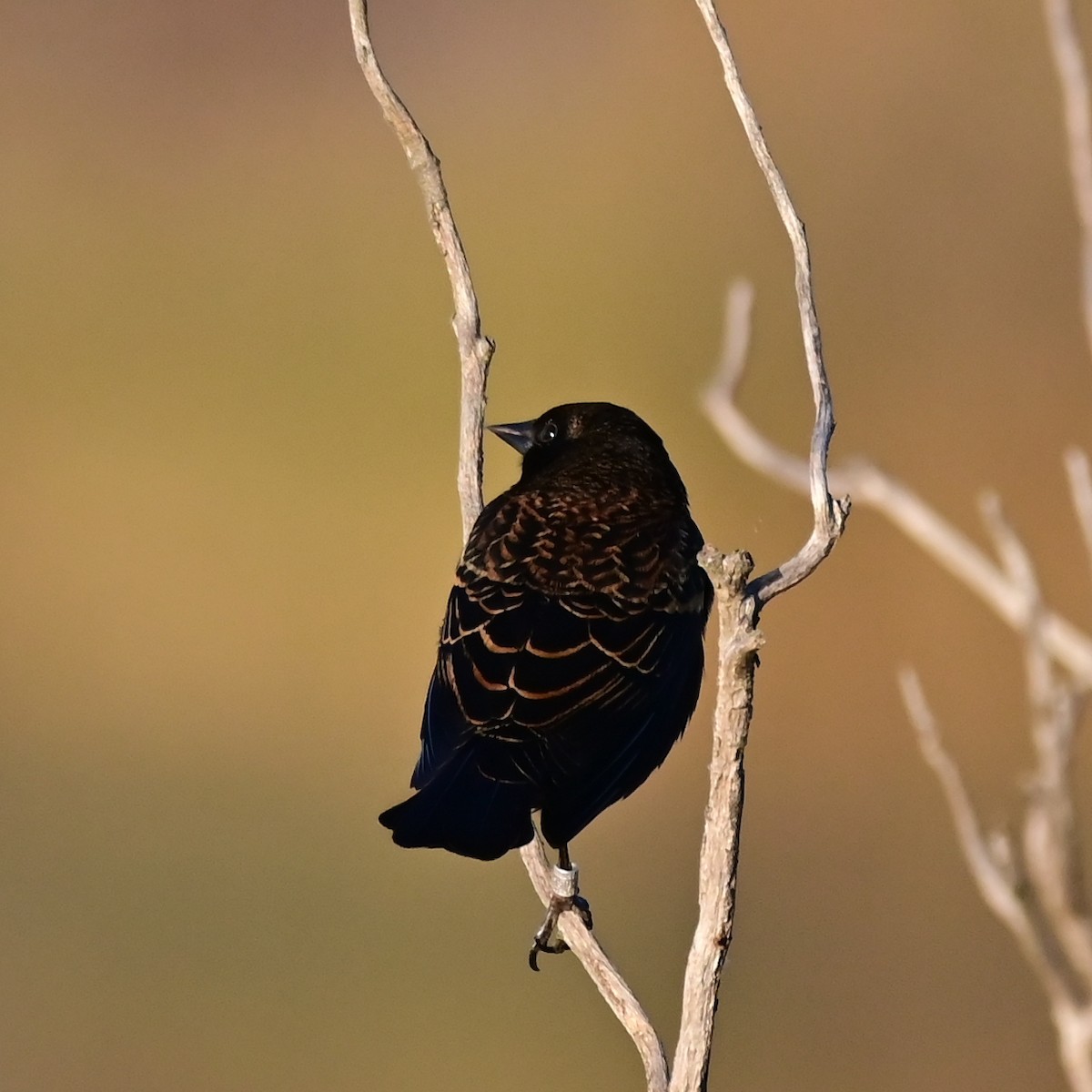 vlhovec červenokřídlý - ML644193590