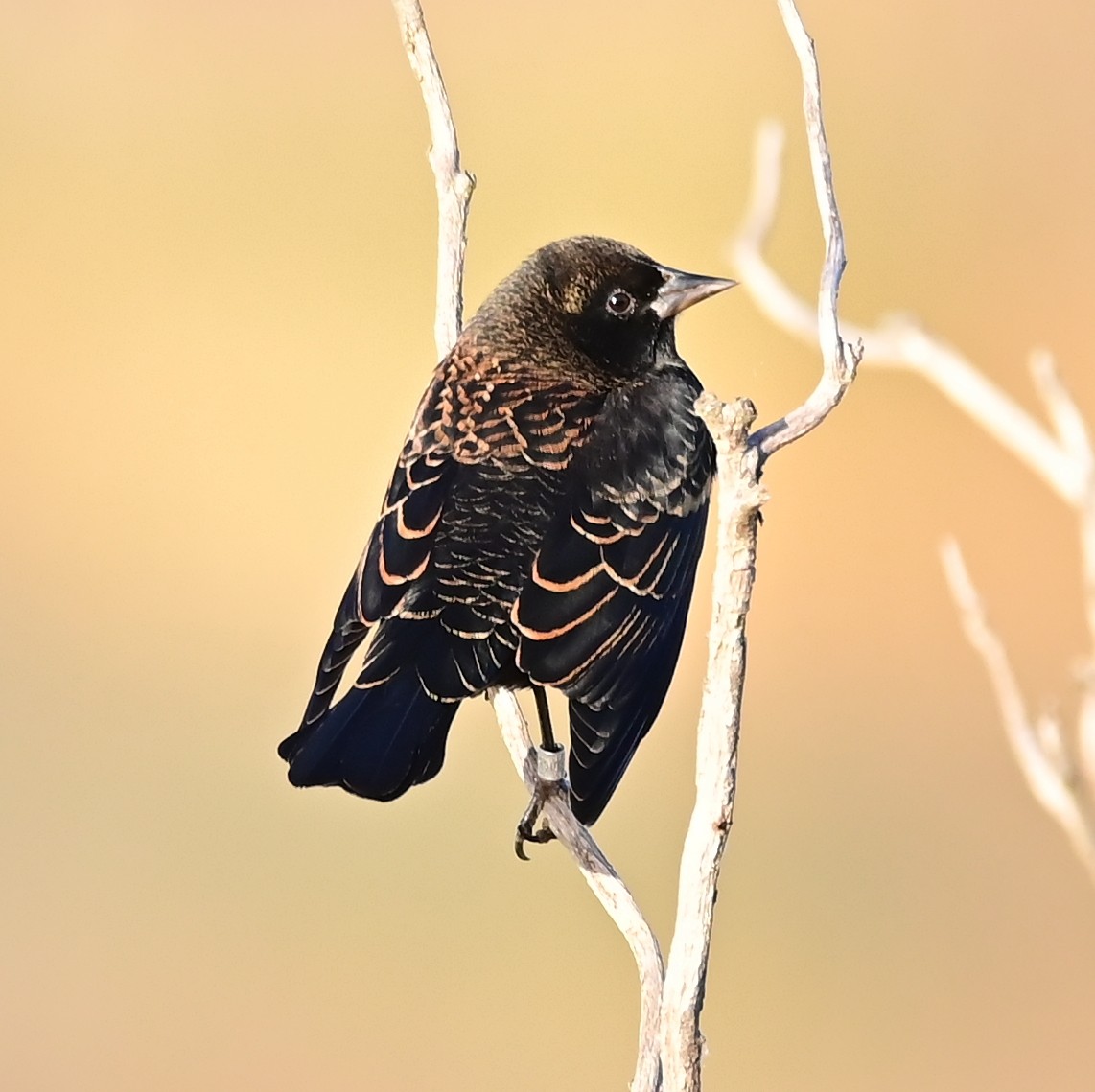 vlhovec červenokřídlý - ML644193597