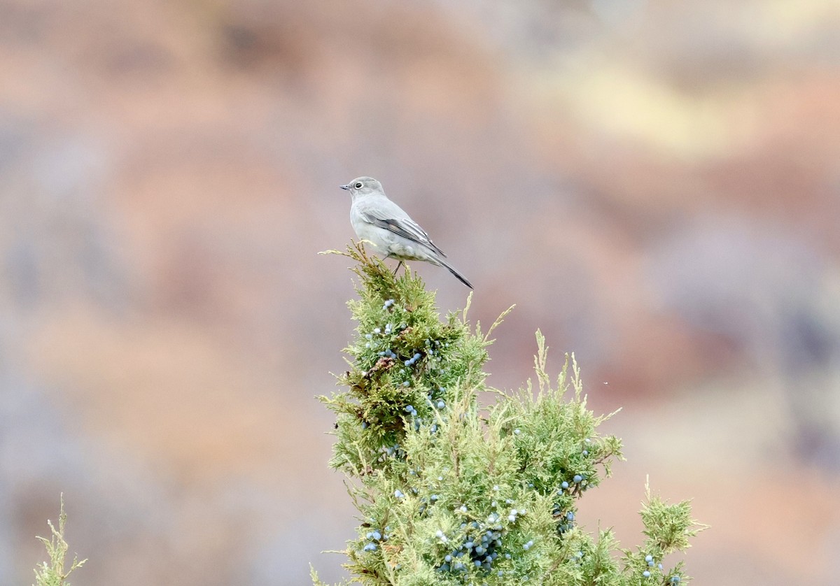 Townsend's Solitaire - ML644193617
