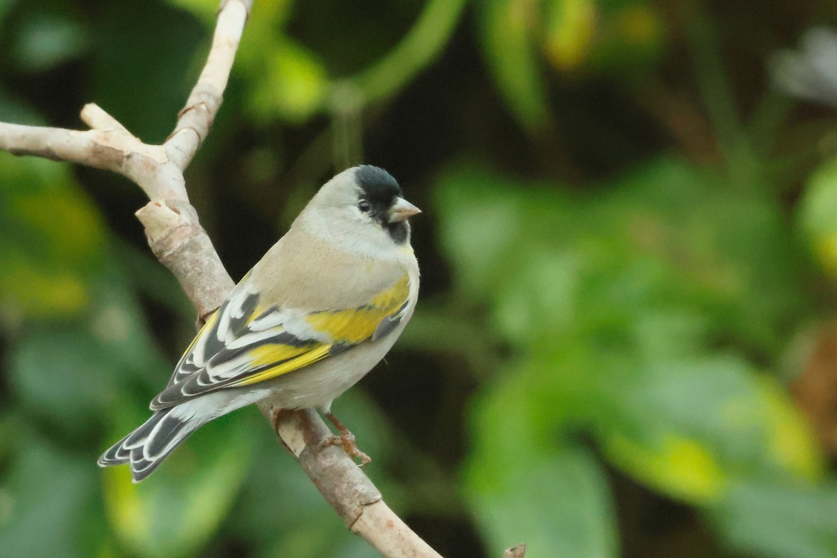 Lawrence's Goldfinch - ML644193623