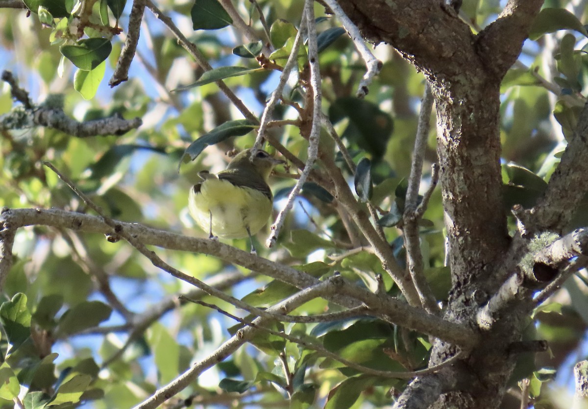 Philadelphia Vireo - ML644193624