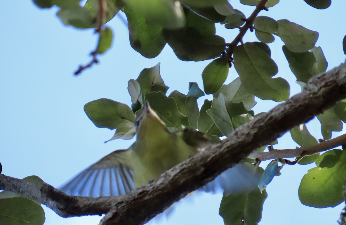 Philadelphia Vireo - ML644193625