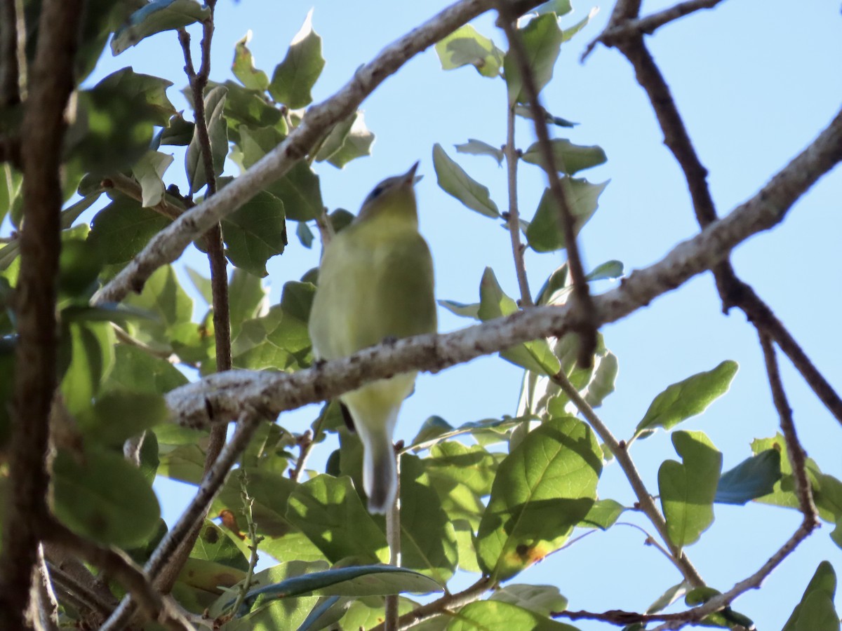 Philadelphia Vireo - ML644193626