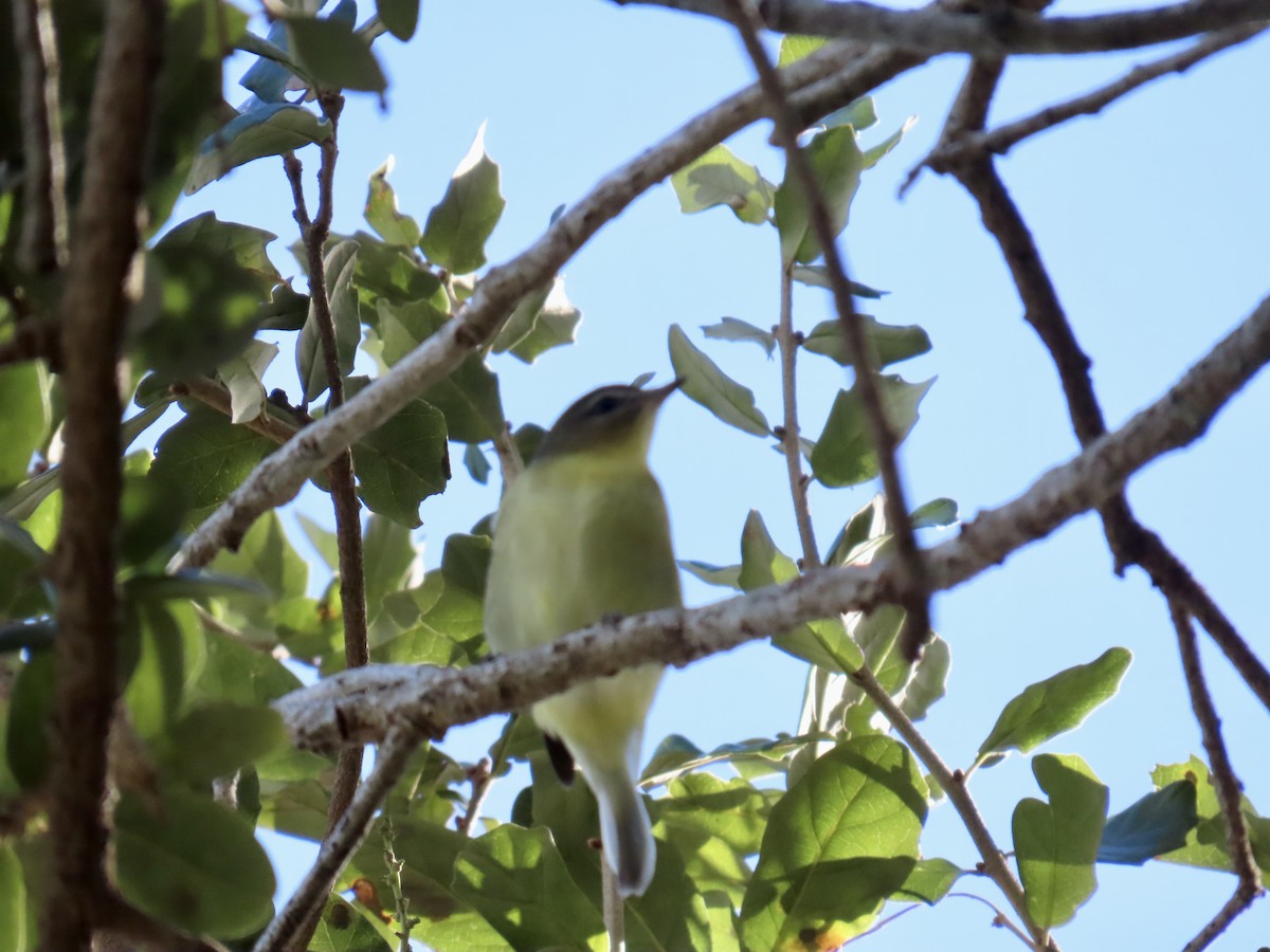 Philadelphia Vireo - ML644193627