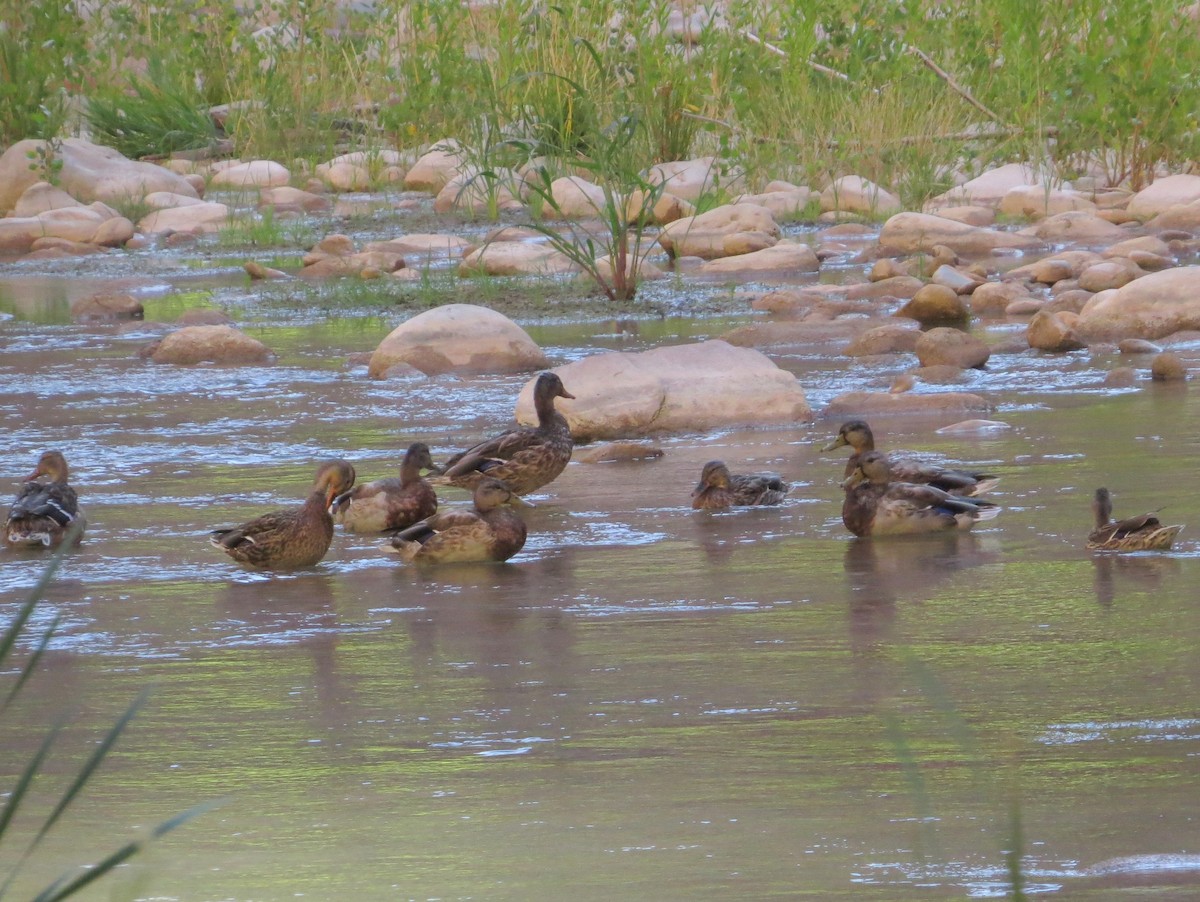 Mallard - ML644193635