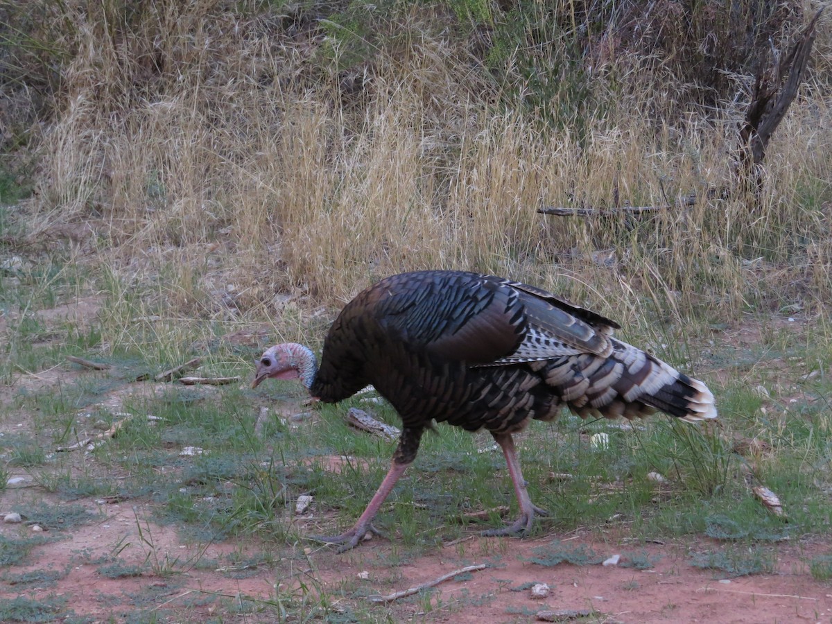 Wild Turkey - ML644193640