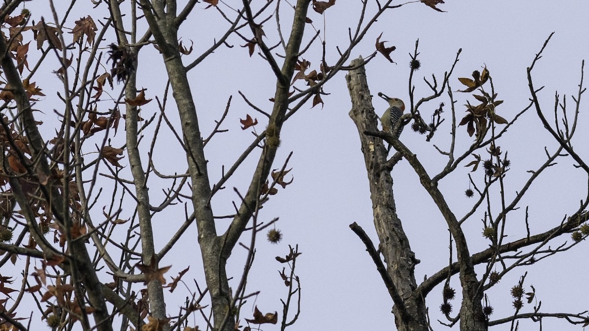 Red-bellied Woodpecker - ML644193641