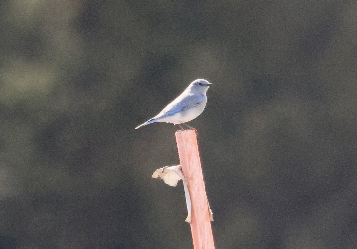 Mountain Bluebird - ML644193652