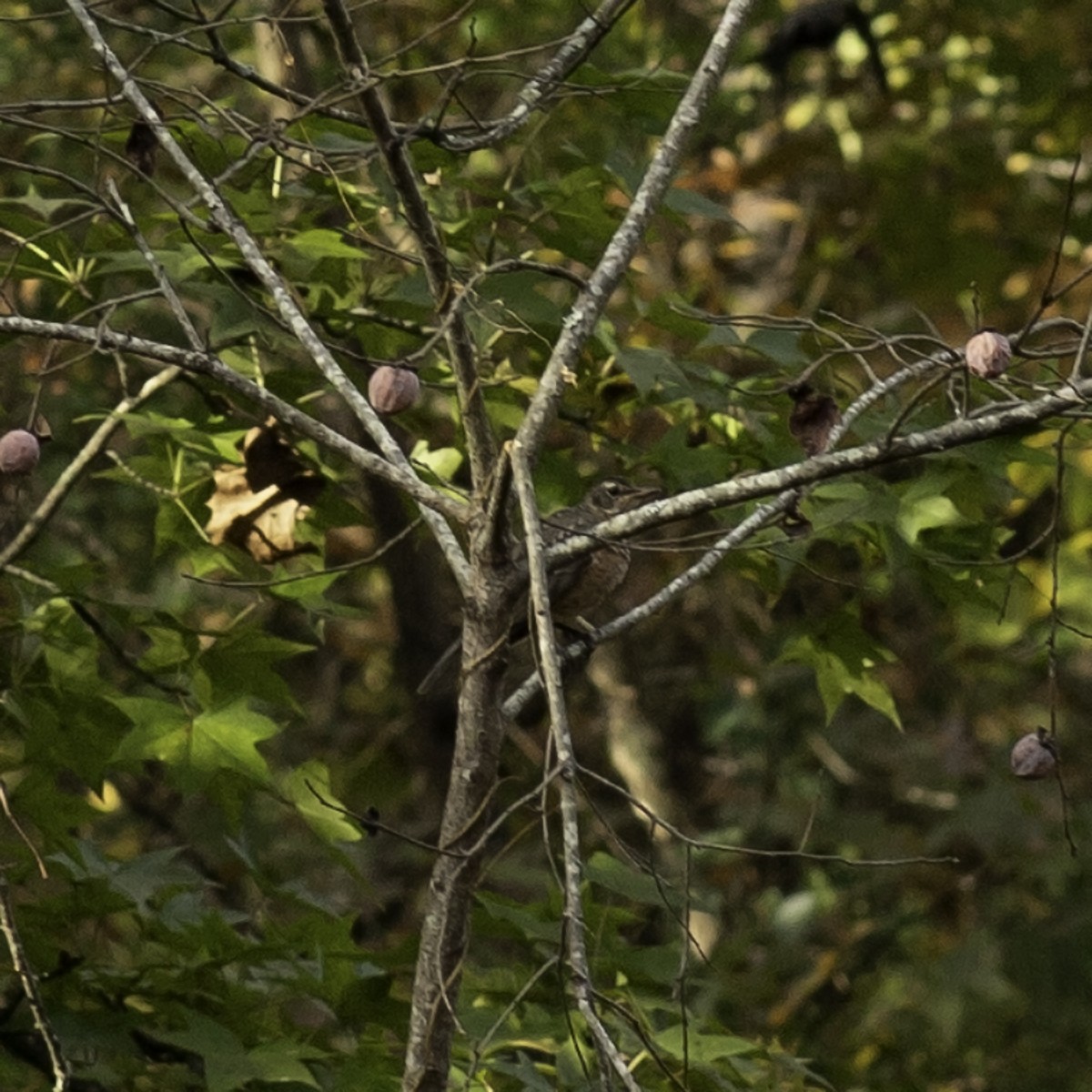 vandretrost - ML644193659