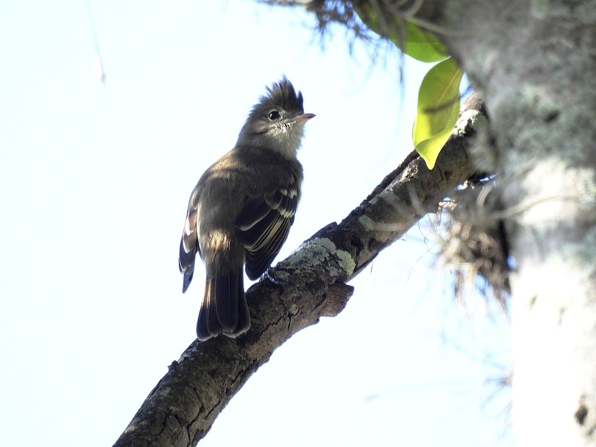 Yellow-bellied Elaenia - ML644193690