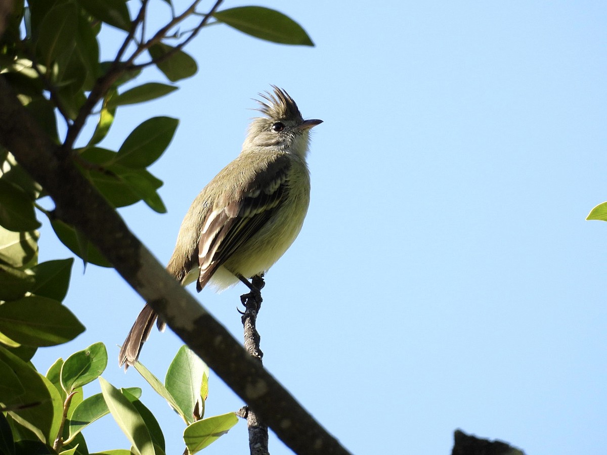 Yellow-bellied Elaenia - ML644193691