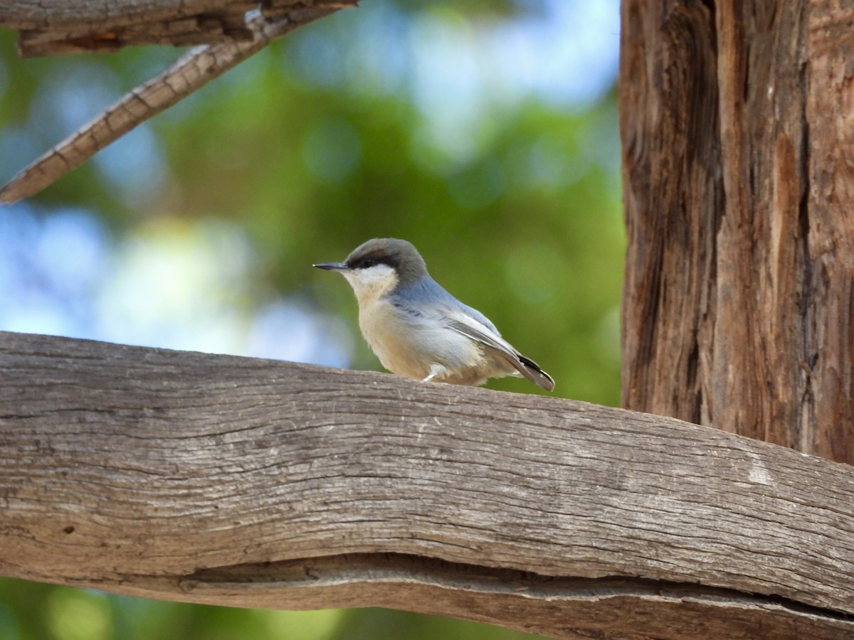 pygméspettmeis - ML644193705