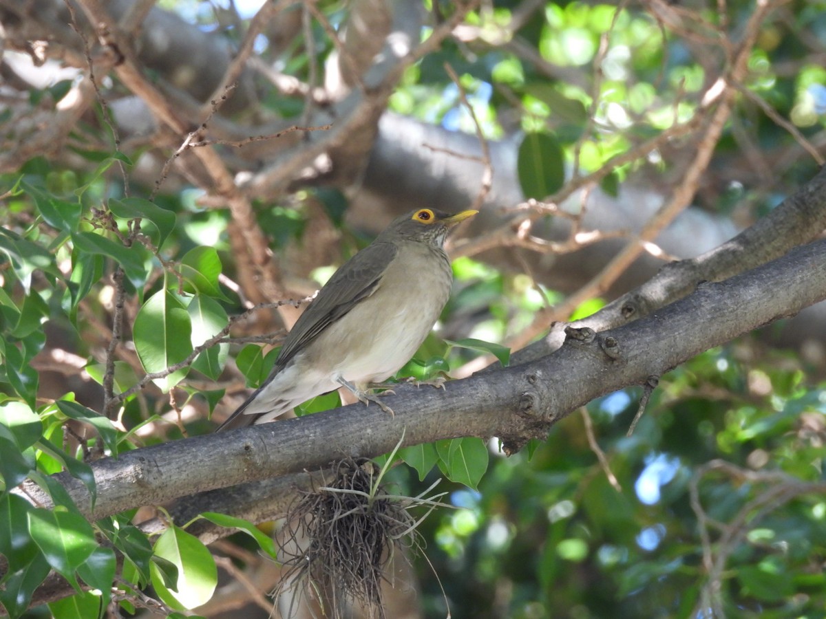 Spectacled Thrush - ML644193719