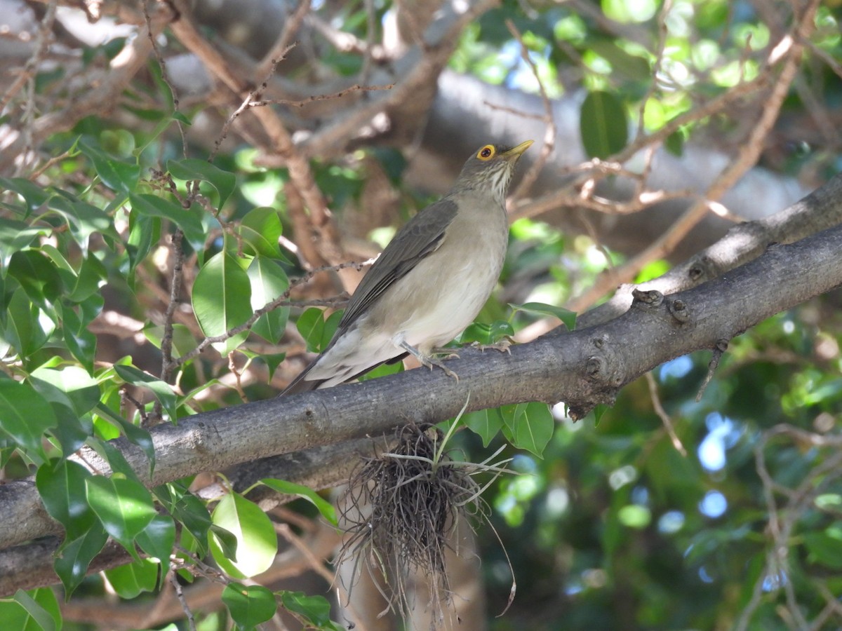 Spectacled Thrush - ML644193720