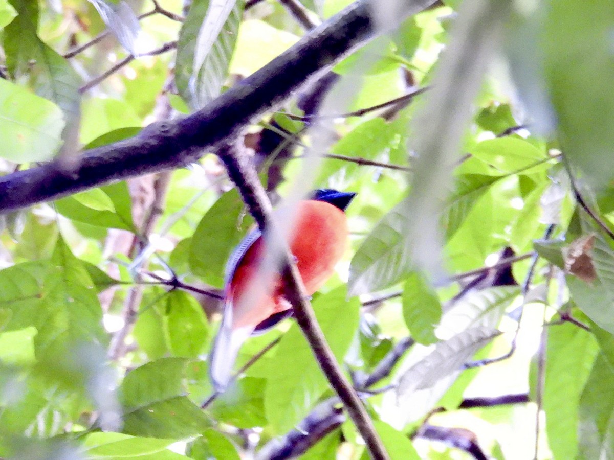 Scarlet-rumped Trogon - ML644193743