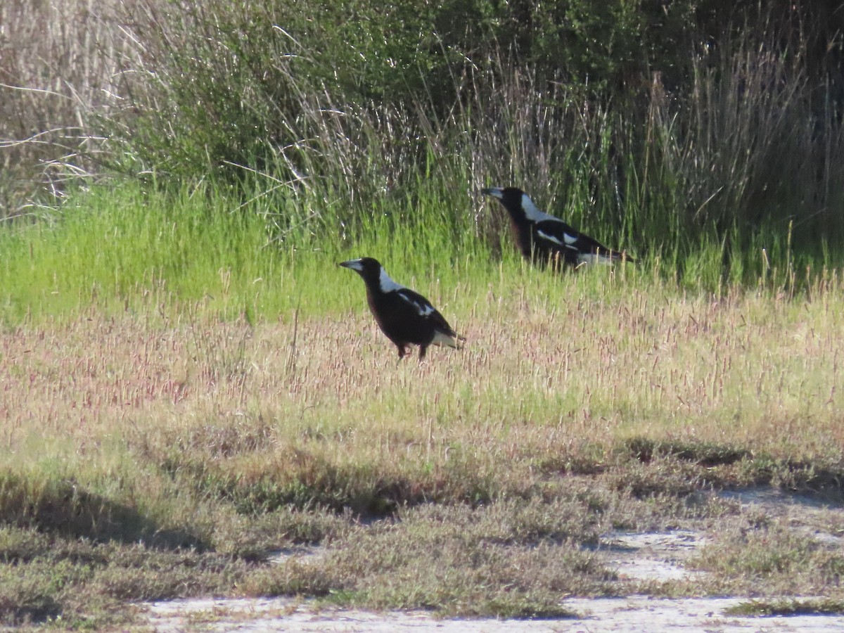 Australian Magpie - ML644193752