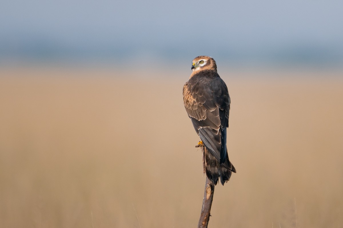 ヒメハイイロチュウヒ - ML644193759