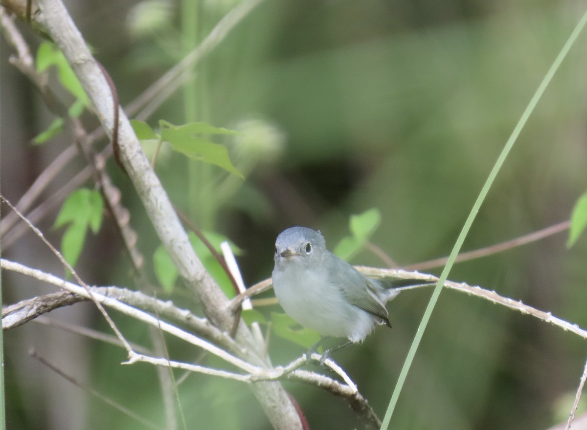 Blue-gray Gnatcatcher - ML644193794