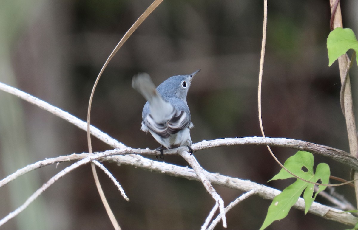 Blue-gray Gnatcatcher - ML644193795