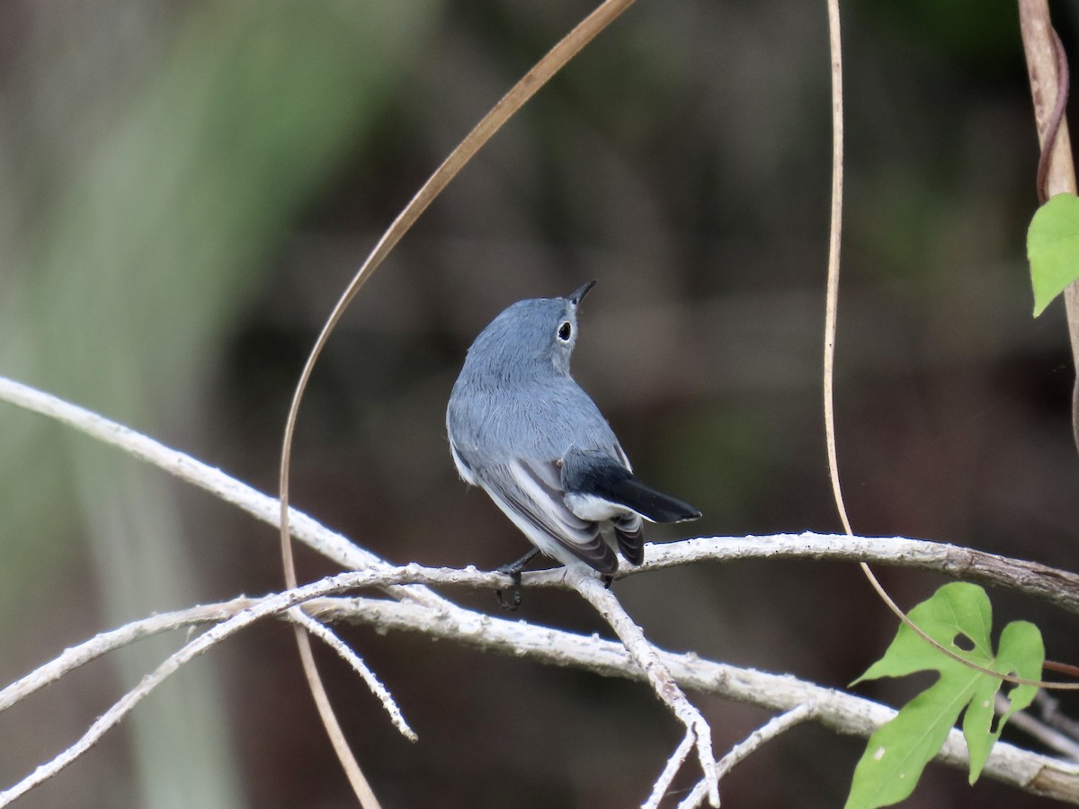 Blue-gray Gnatcatcher - ML644193796