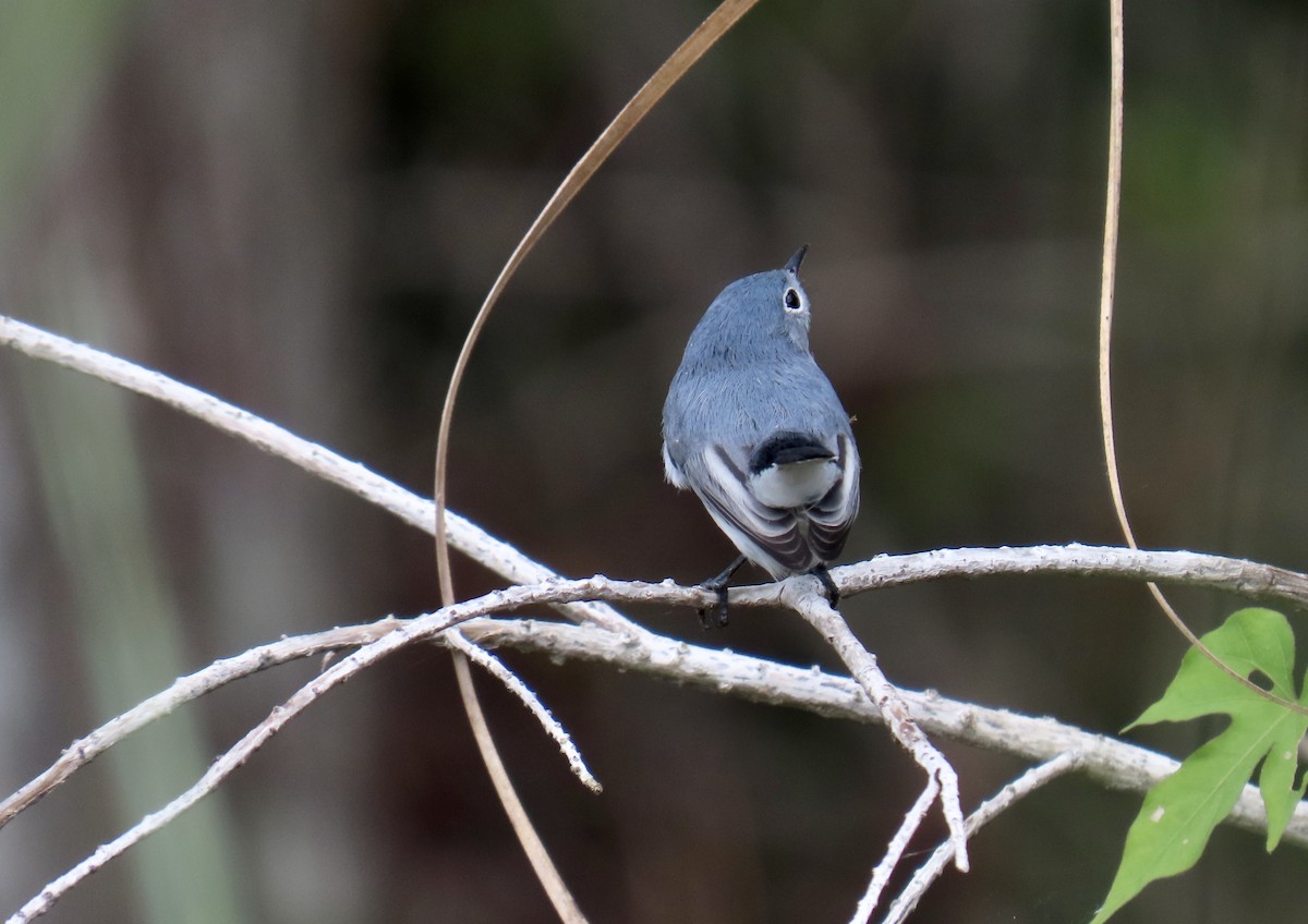 Blue-gray Gnatcatcher - ML644193797