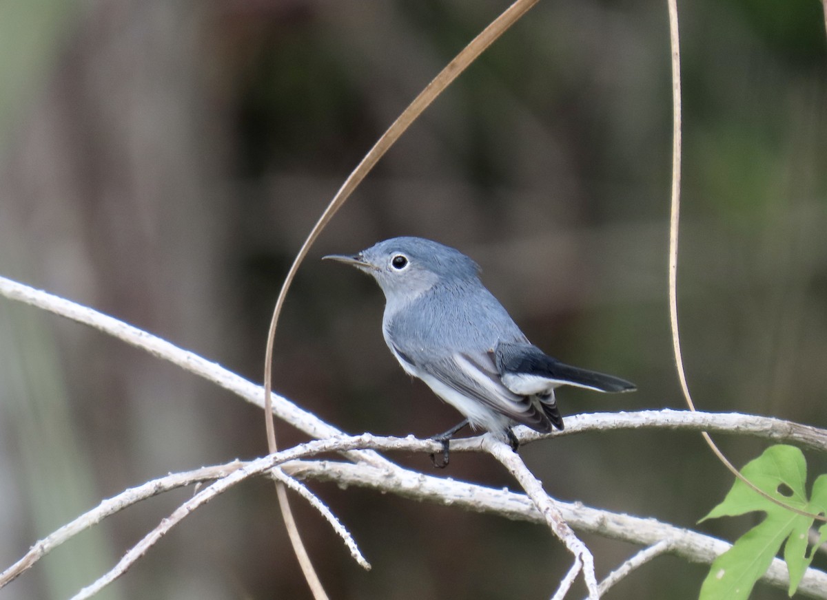 Blue-gray Gnatcatcher - ML644193798