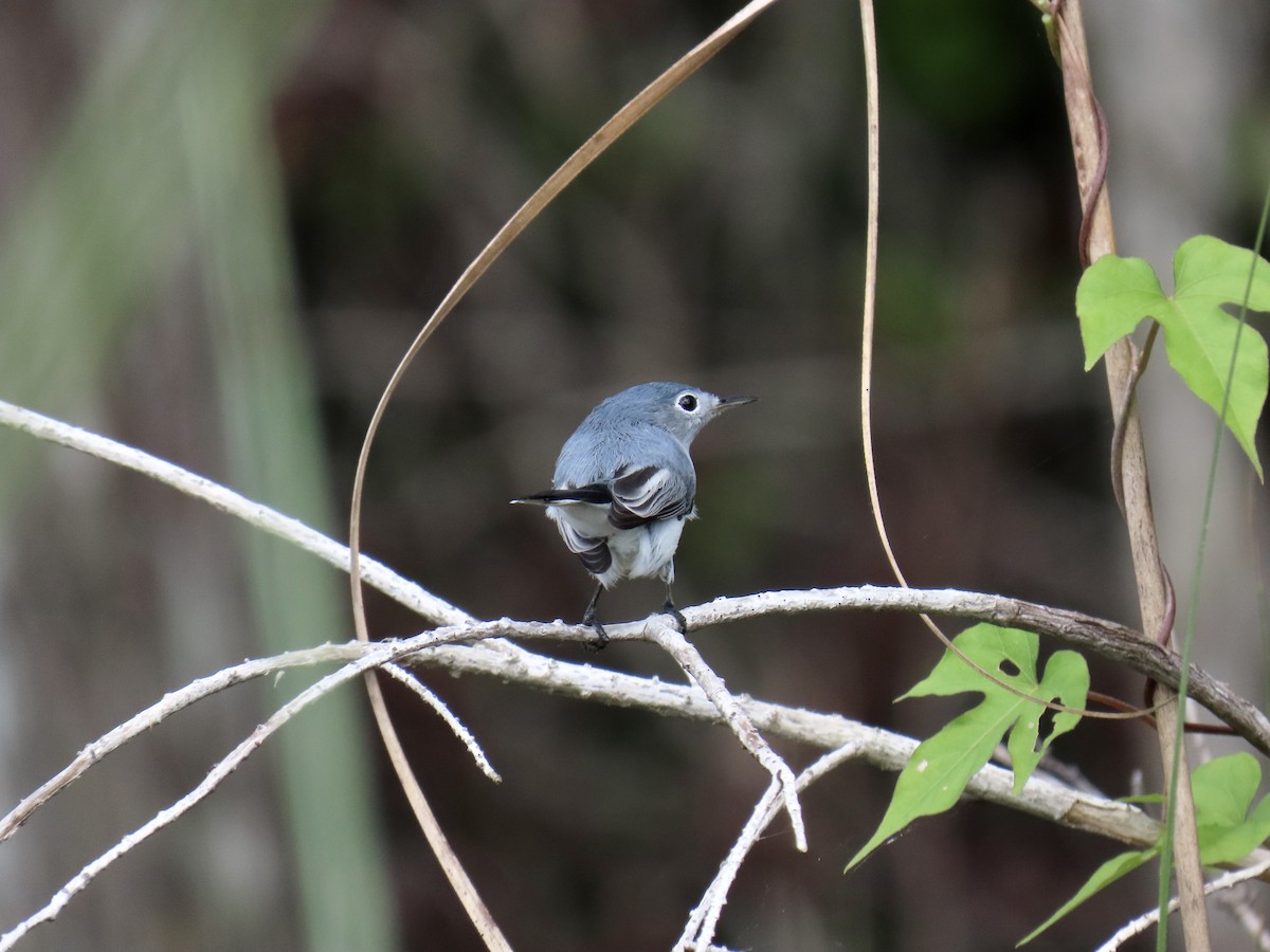 Blue-gray Gnatcatcher - ML644193799