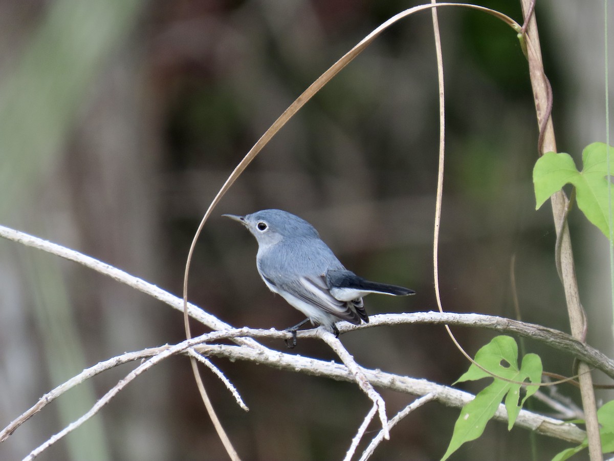Blue-gray Gnatcatcher - ML644193800