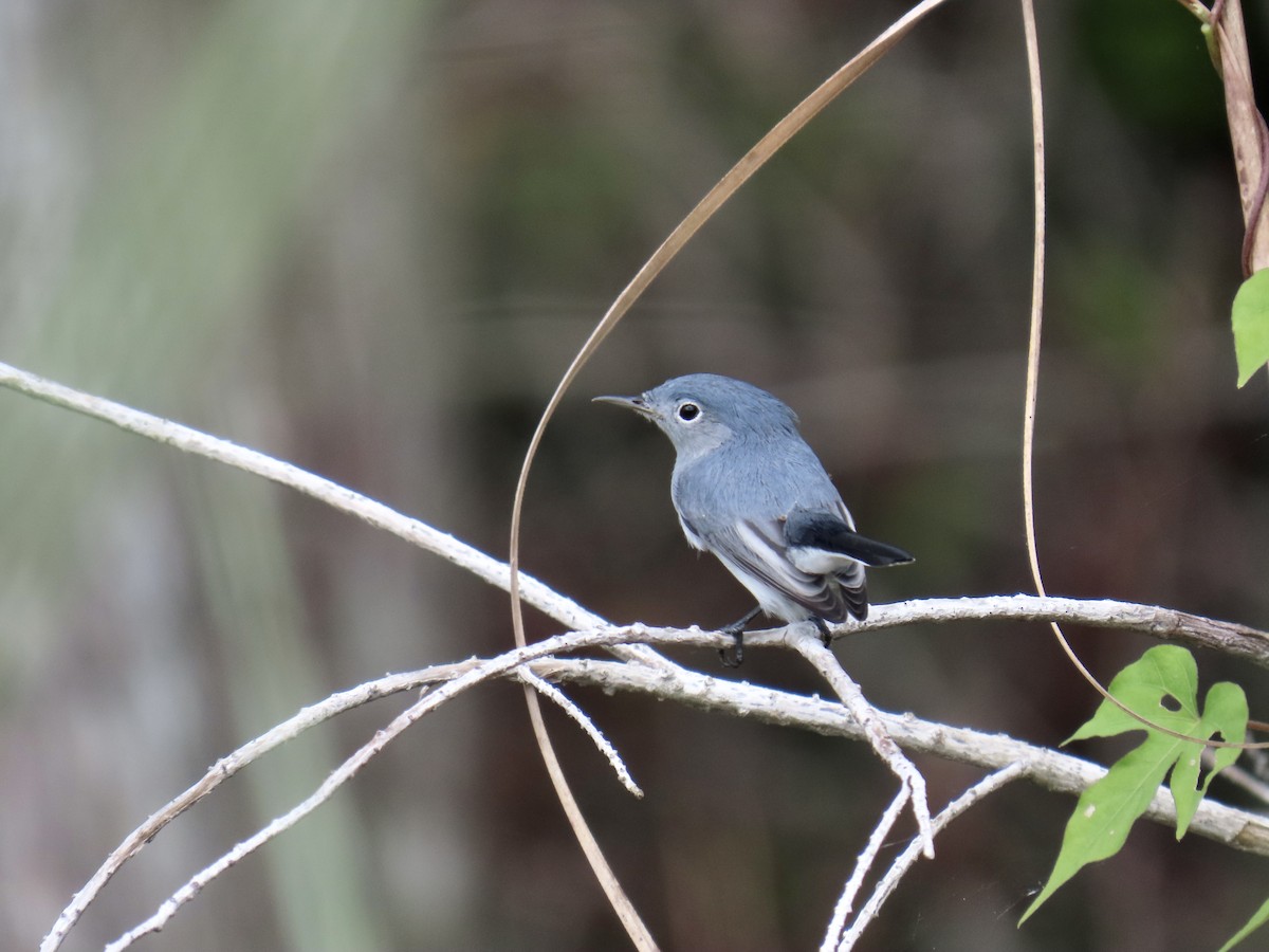 Blue-gray Gnatcatcher - ML644193801