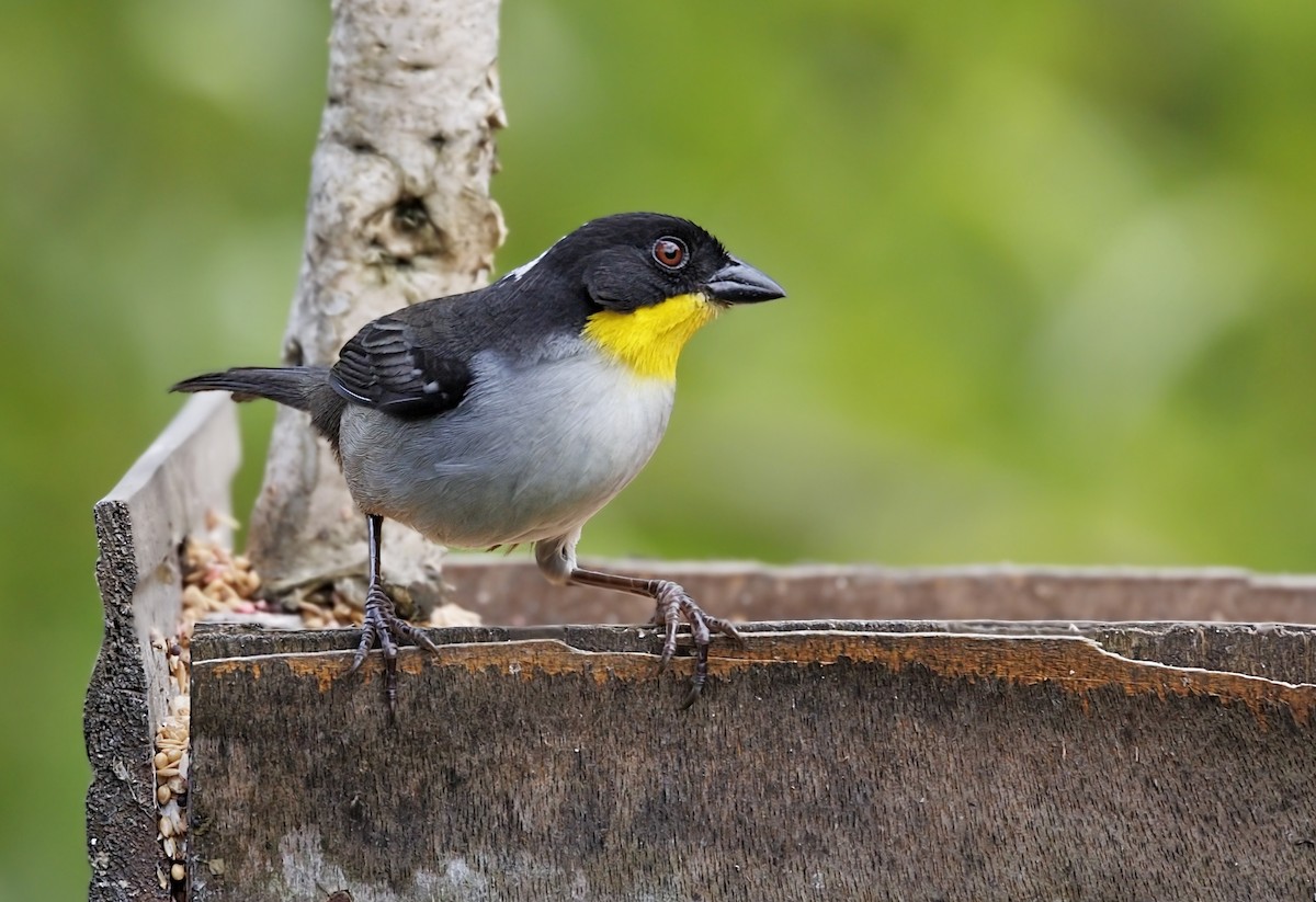 White-naped Brushfinch - ML644193802