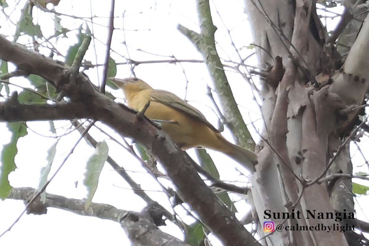 Summer Tanager - ML644193804